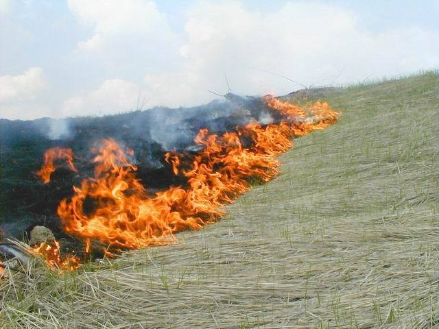 выжигание сухой травы